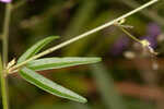 Pine barren ticktrefoil